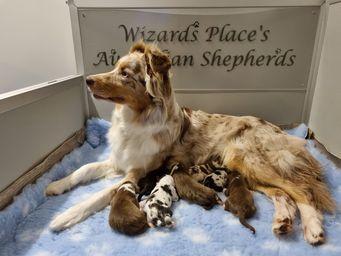 Wizard Place's 15.09.2022 - 7 pups geboren
